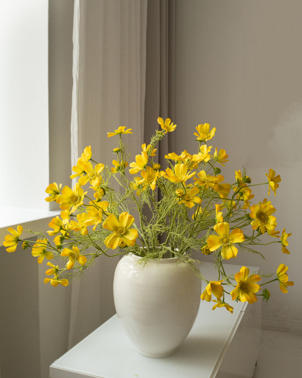 Yellow Cosmos Grande