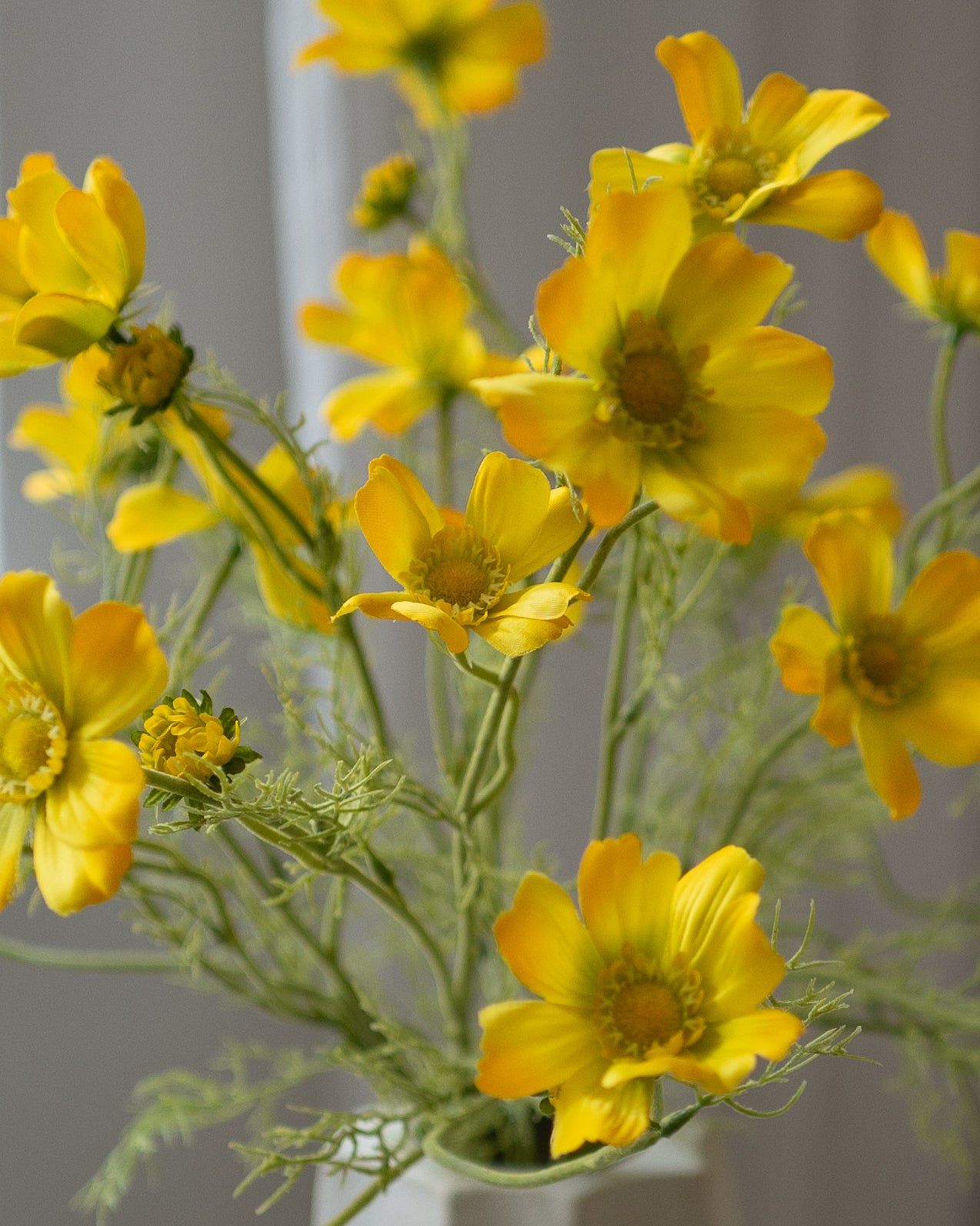 Yellow Cosmos