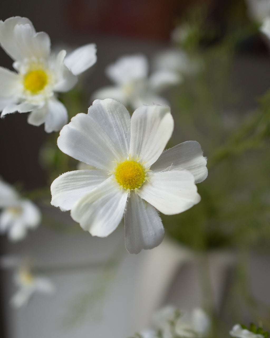 White Cosmos