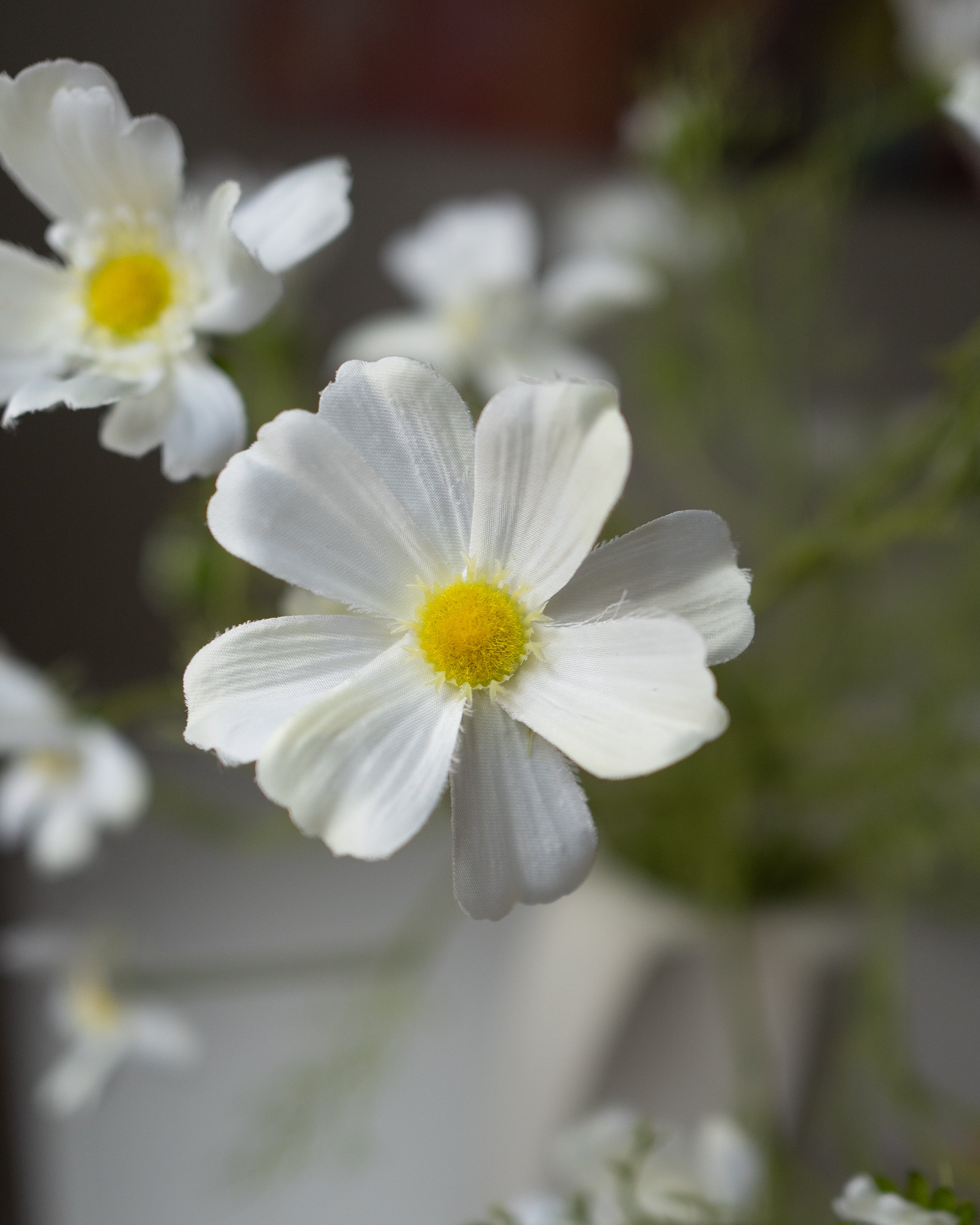 White Cosmos