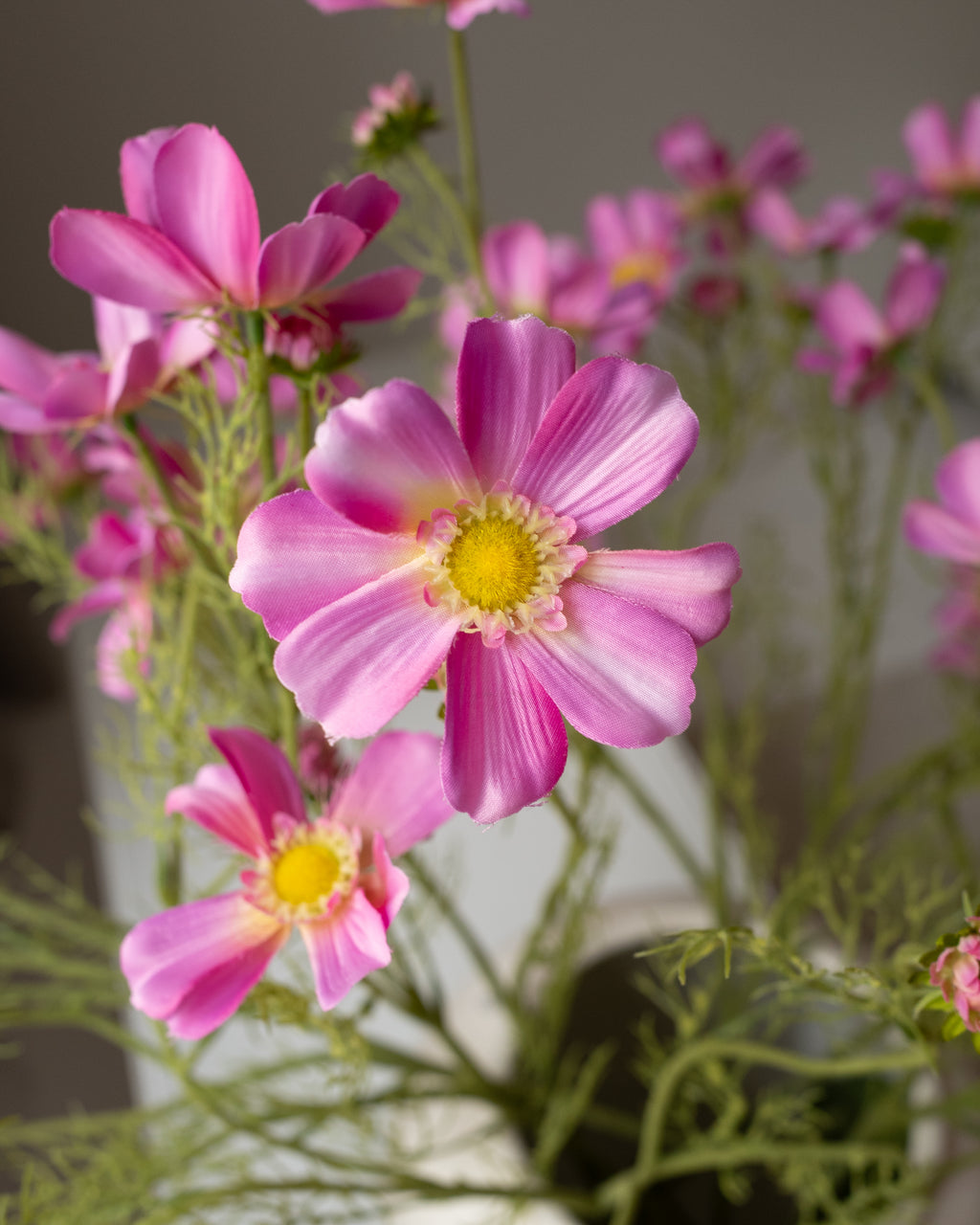Pink Cosmos Grande