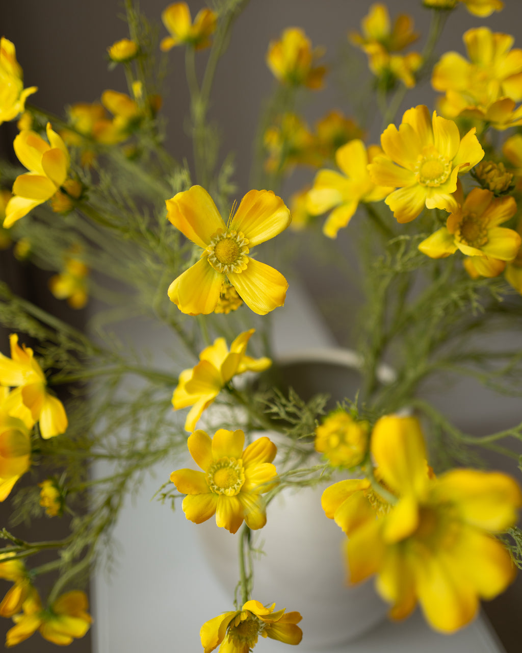 Yellow Cosmos Grande