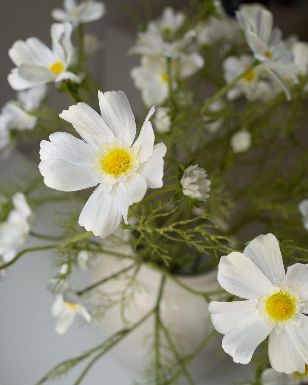 White Cosmos Grande
