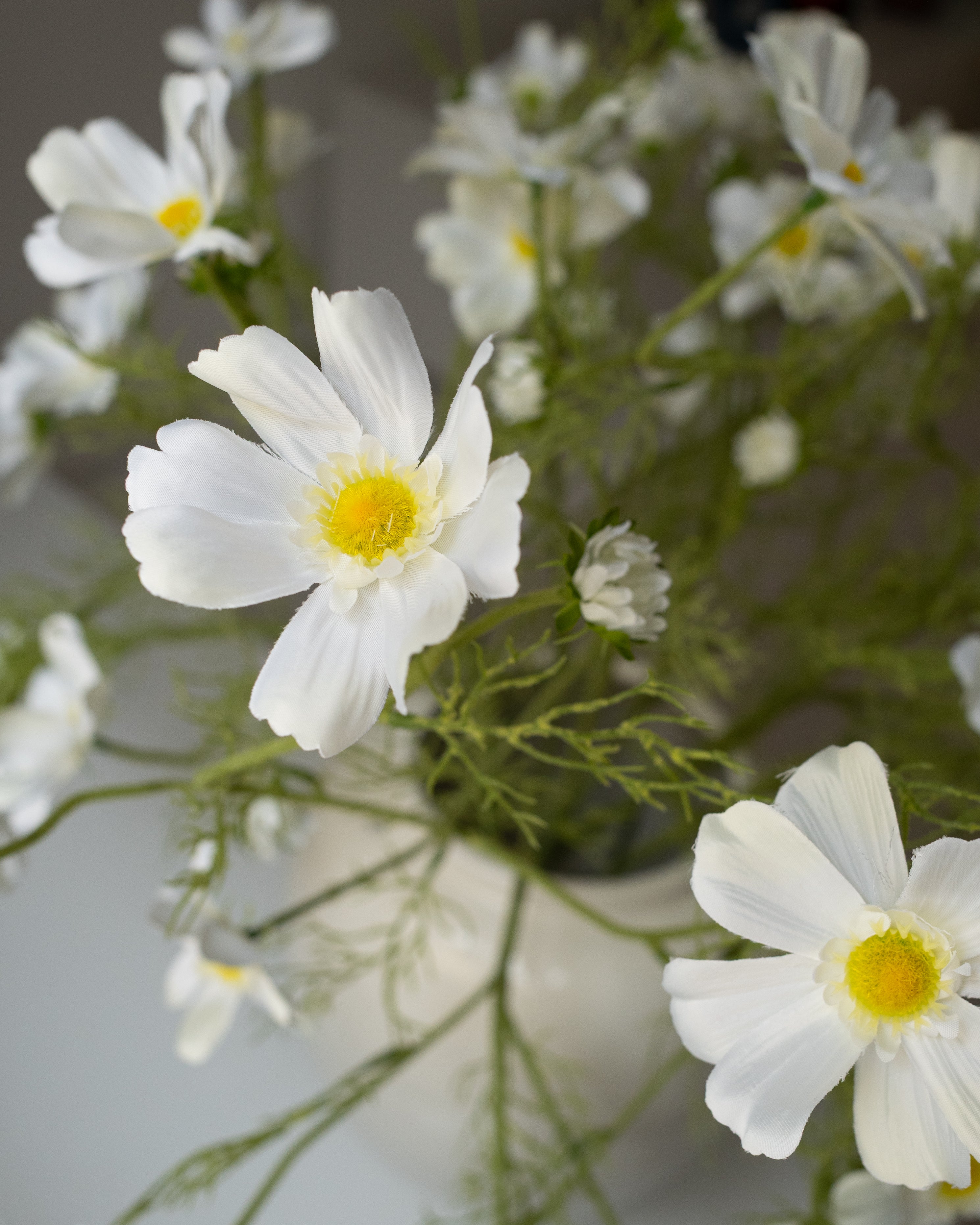White Cosmos Grande