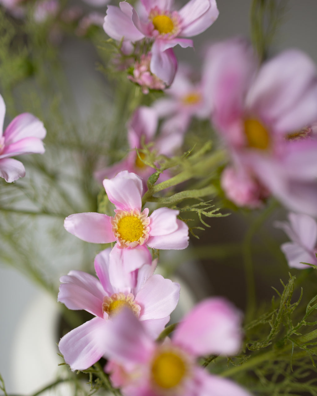 Rosé Cosmos