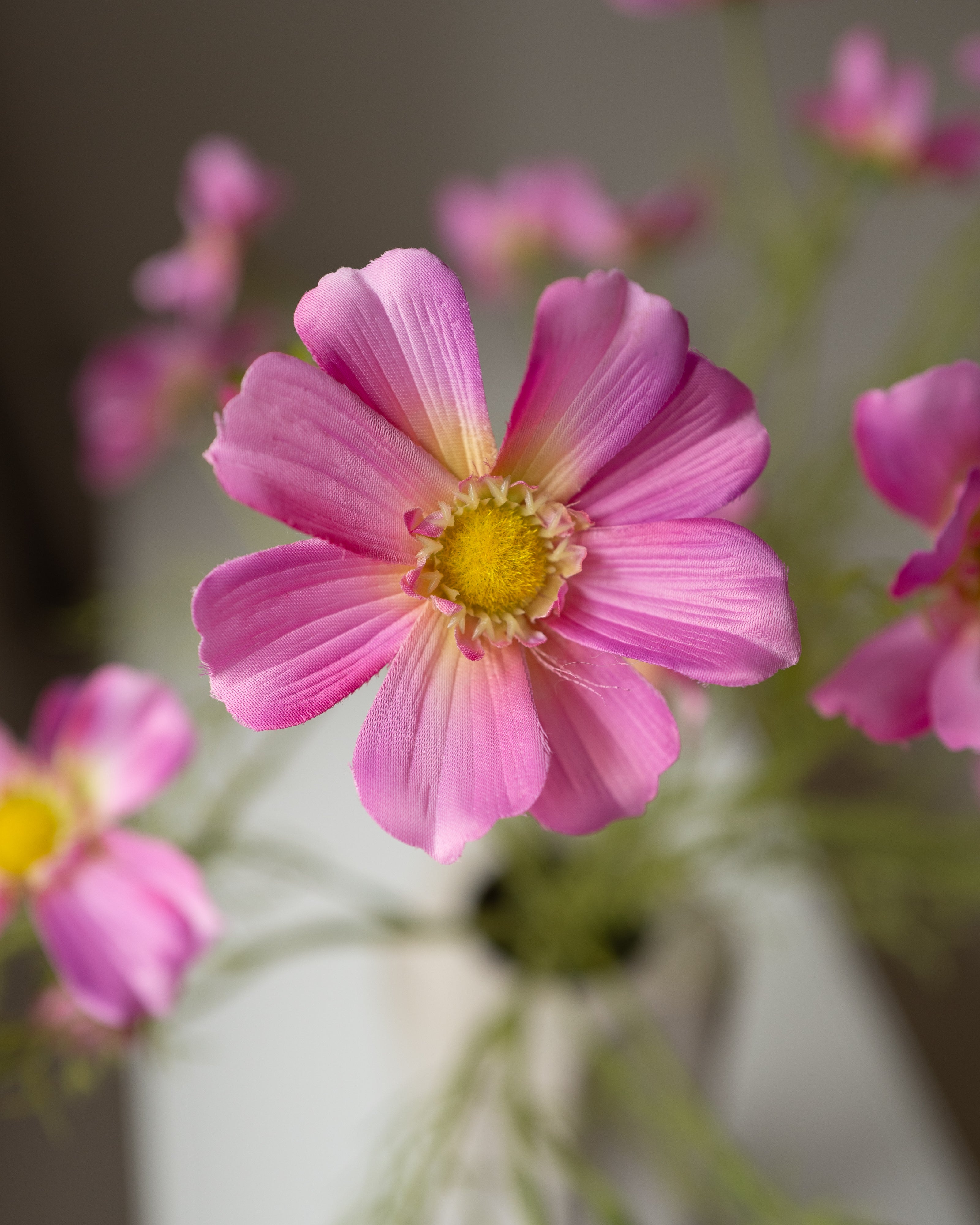 Pink Cosmos